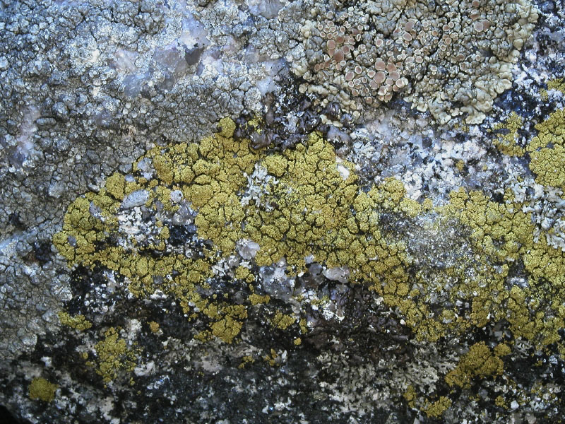 Candelariella coralliza
